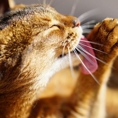 Фото абиссинской кошки
