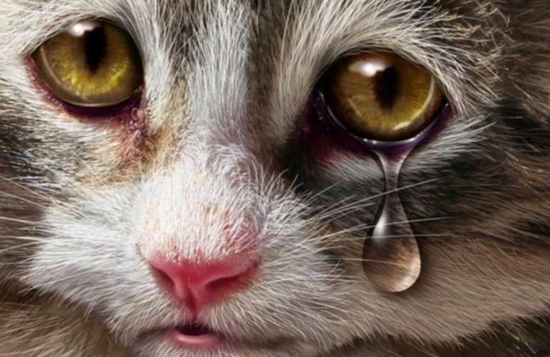 Почему слезятся глаза у кошек