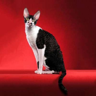 Орегон-рекс – описание пород котов