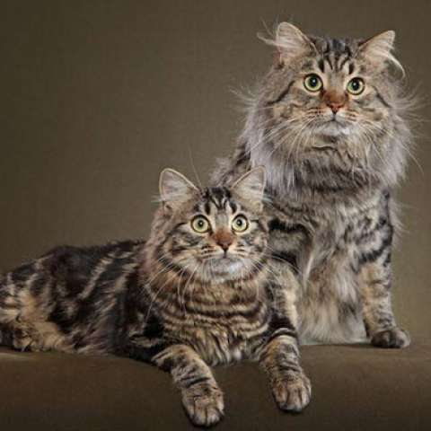 Кошечка и кот американского бобтейла