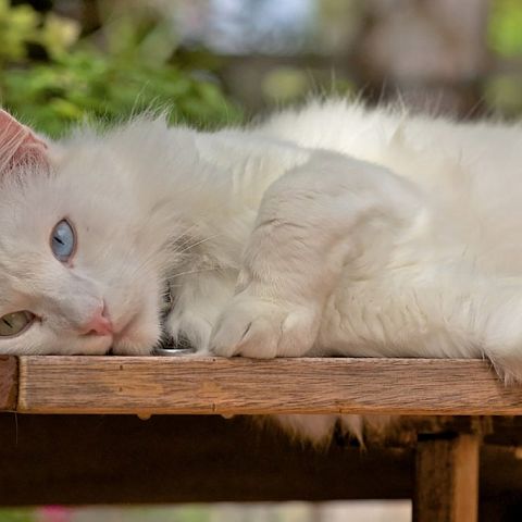 Фото турецкой ангорской кошки