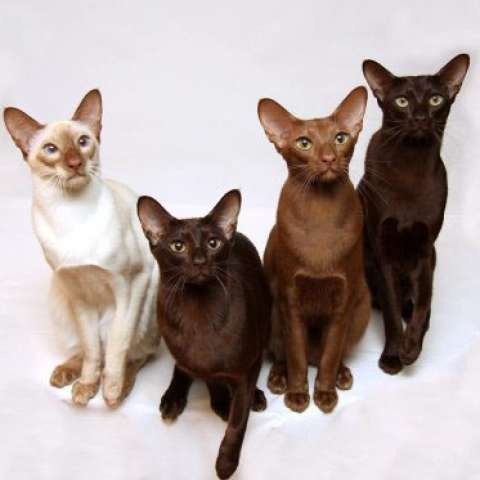 Кошки породы гавана разных окрасов