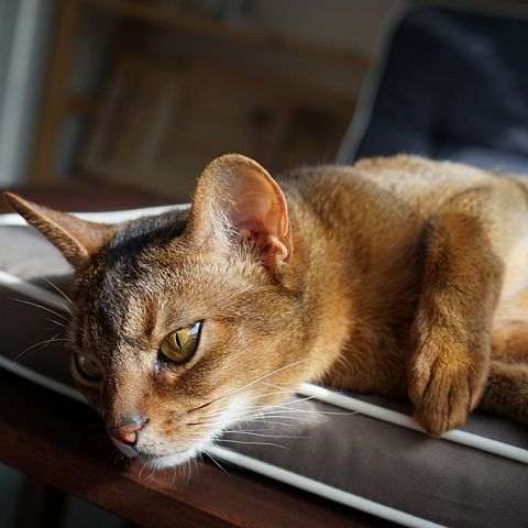 Абиссинская кошка нежится на солнце