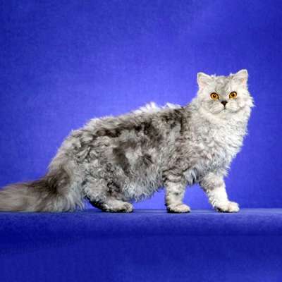 Селкирк-рекс – описание пород котов