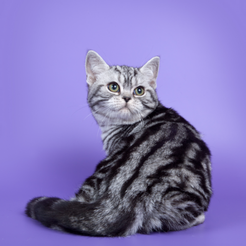 Американская короткошерстная кошка 🐈 фото, описание породы, характер,  уход, стандарты