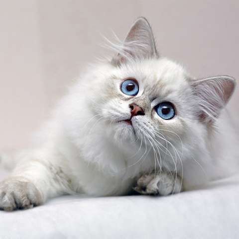 Британский длинношерстный котёнок серебристого окраса