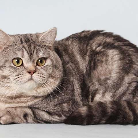 Скоттиш-страйт 🐈 фото кошки, описание породы, характер, уход за  шотландской прямоухой кошкой