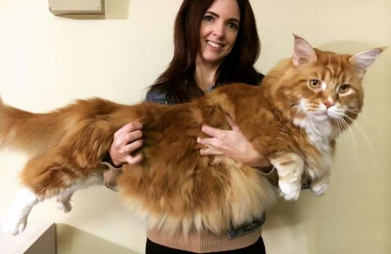 породы самых больших кошек