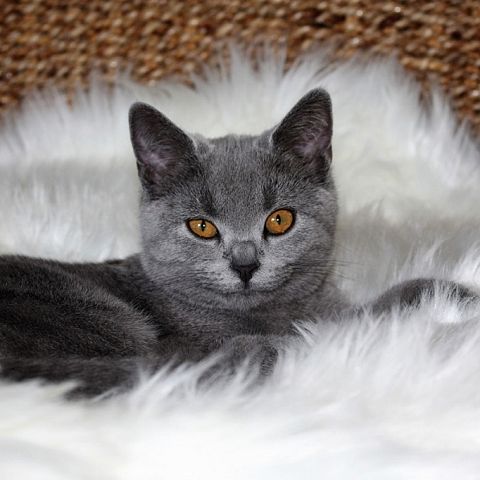 Фото картезианского котёнка