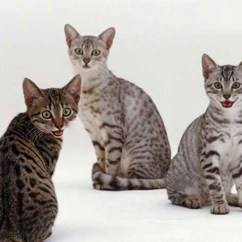 Египетская мау 🐈 фото кошки, история и описание породы, характер, уход