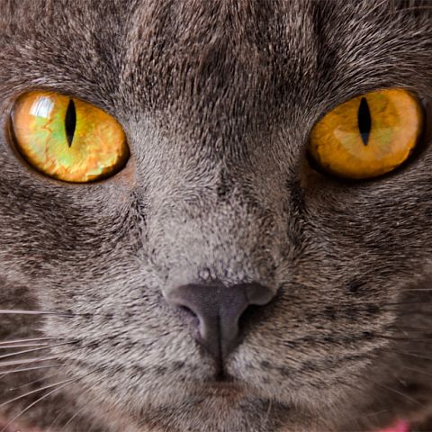 Глаза картезианской кошки