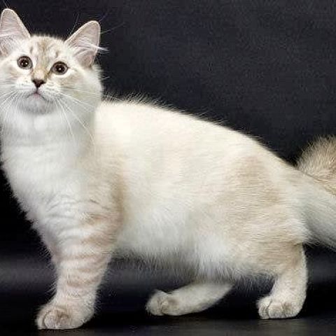 Сибирский кот колор поинт