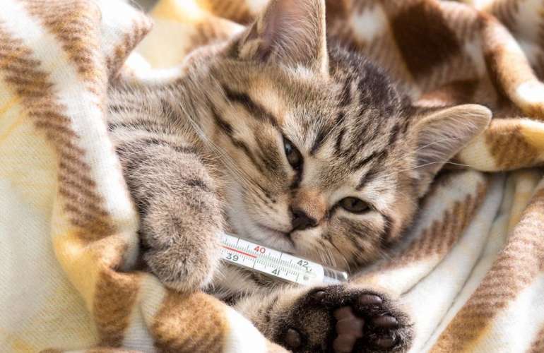 Температура тела у кошек и котят: норма и отклонения