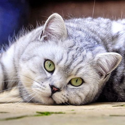 Короткошерстный британский кот табби